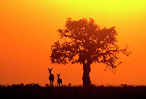 Thomsons: THOMSONIS GAZELLES - x two, near tree at sunset