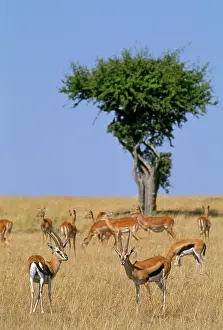 Thomsoni: THOMSON'S GAZELLE