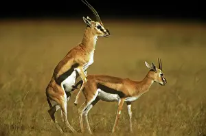 Thomson: Thomson's GAZELLE