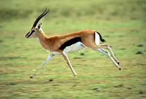 Thomson: Thomson's Gazelle