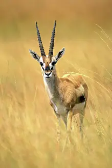 Thomson: Thomson's Gazelle