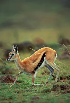 Thomson: Thomson's Gazelle