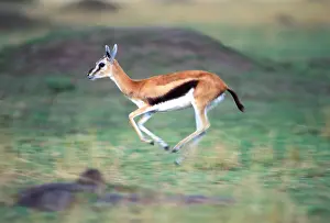 Thomsons: Thomson's Gazelle