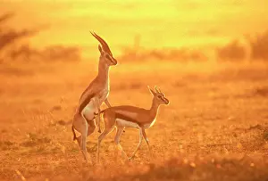 Thomsons: Thomson's Gazelle