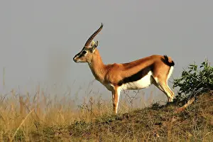 Thomsons: Thomson's Gazelle