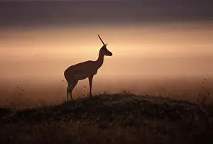 Thomsons: Thomson's Gazelle