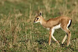 Thomsons: Thomson's Gazelle