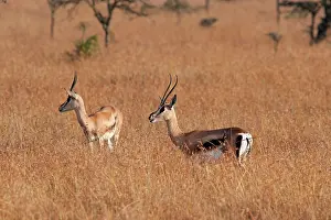 Thomson: Thomson's Gazelle