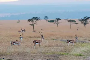 Thomson: Thomson's Gazelle