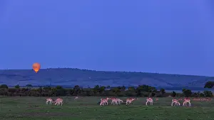 Thomsons: Thomson's Gazelle
