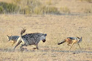 Dominance: Thomson's Gazelle