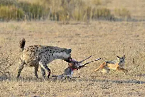 Thomsonii: Thomson's Gazelle