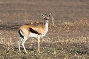 Thomsonii: Thomson's Gazelle