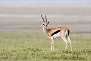Thomsoni: Thomson's Gazelle