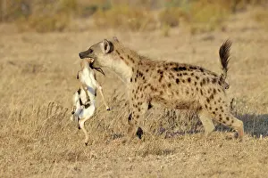 Laughing: Thomson's Gazelle