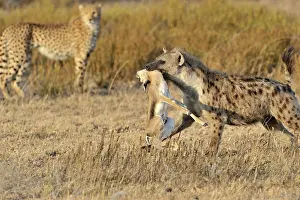 Laughing: Thomson's Gazelle