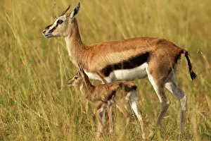 Thomsons: Thomson's Gazelle - Adult and young