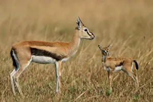 Thomsons: Thomson's Gazelle - Adult and young