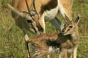 Thomsons: Thomson's Gazelle - Adult and young