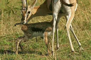 Thomsons: Thomson's Gazelle - adult and young