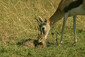 Thomsons: Thomson's Gazelle - Adult and young