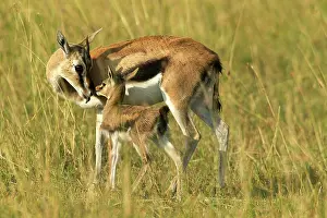 Thomsons: Thomson's Gazelle - Adult and young
