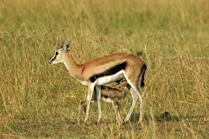 Thomsons: Thomson's Gazelle - adult and young suckling