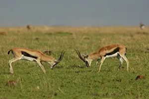 Thomsons: Thomson's Gazelle - two in confrontation