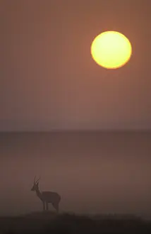 Thomson: Thomson's Gazelle - at dusk