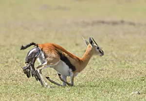 Birth: Thomson's gazelle (Eudorcas thomsonii), birth, Masai