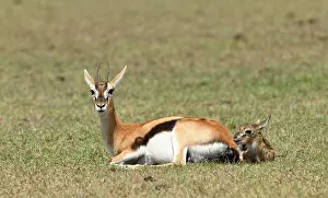 Birth: Thomson's gazelle (Eudorcas thomsonii) with newborn