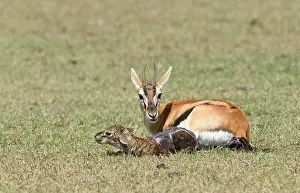 Birth: Thomson's gazelle (Eudorcas thomsonii) with newborn