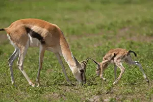 Thomsoni: Thomson's gazelle and fawn, Ngorongoro Conservation