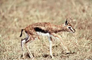 Antelopes: THOMSON'S GAZELLE - fawn standing