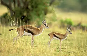 Thomsons: Thomson's Gazelle - Female and young