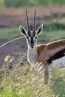 Thomson: Thomson's Gazelle (Gazella thomsoni) on