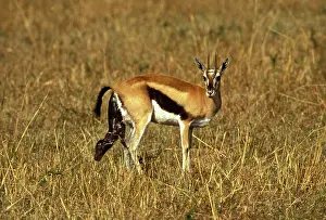 Thomson: Thomson's Gazelle - giving birth