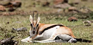 Renato Granieri: Thomson's Gazelle giving birth