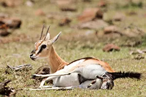 Thomsons: Thomson's Gazelle giving birth