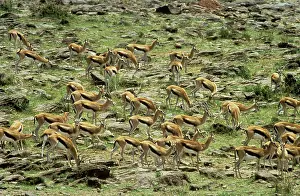 Thomson: THOMSON'S GAZELLE - HERD