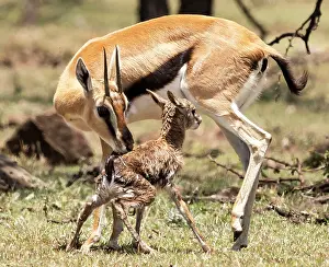 Thomsons: Thomson's Gazelle with just born calf
