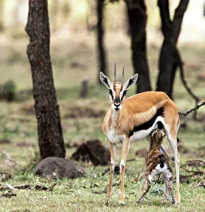 Thomsons: Thomson's Gazelle with just born calf