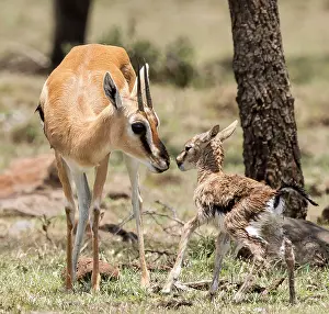 Thomsons: Thomson's Gazelle with just born calf