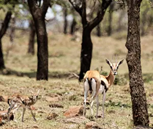Thomsons: Thomson's Gazelle with just born calf