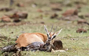 Thomsons: Thomson's Gazelle with just born calf
