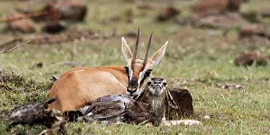 Thomsons: Thomson's Gazelle with just born calf