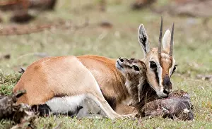 Thomsons: Thomson's Gazelle with just born calf