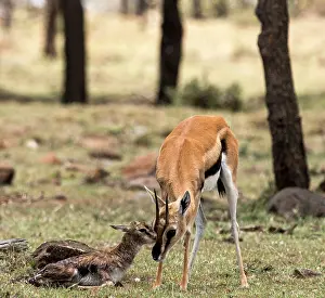 Thomsons: Thomson's Gazelle with just born calf