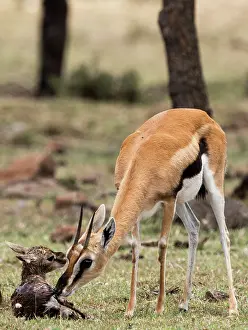 Thomsons: Thomson's Gazelle with just born calf