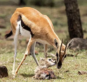 Thomsons: Thomson's Gazelle with just born calf